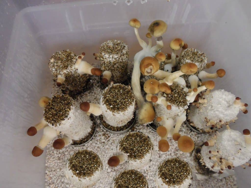 Top Tips For Growing Mushrooms At Home